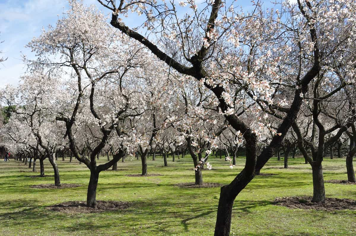 Día del Almendro en Flor