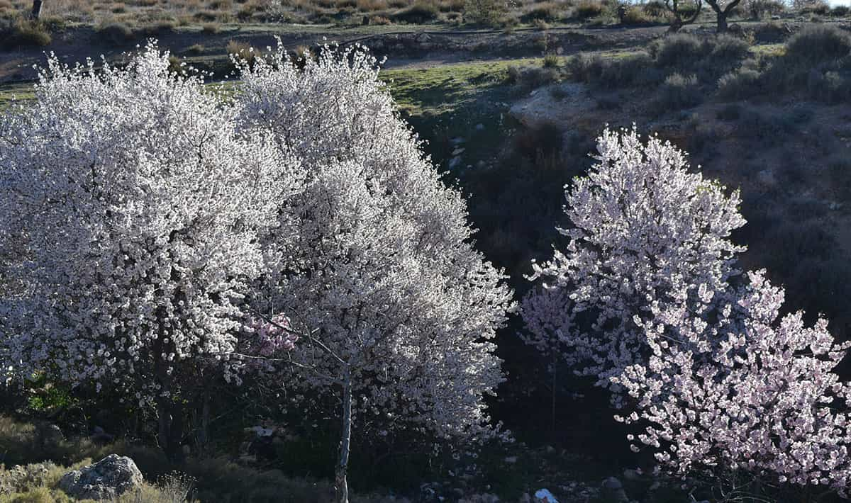 Día del Almendro en Guaro